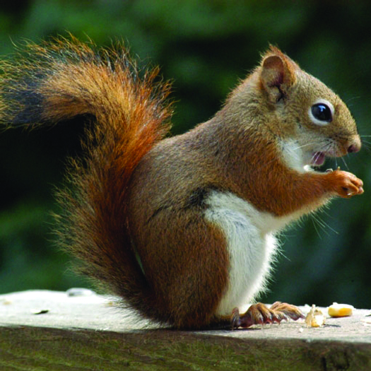 Tamiasciurus Hudsonicus Earth Home Biodiversity